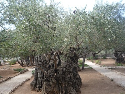 Jardin des oliviers